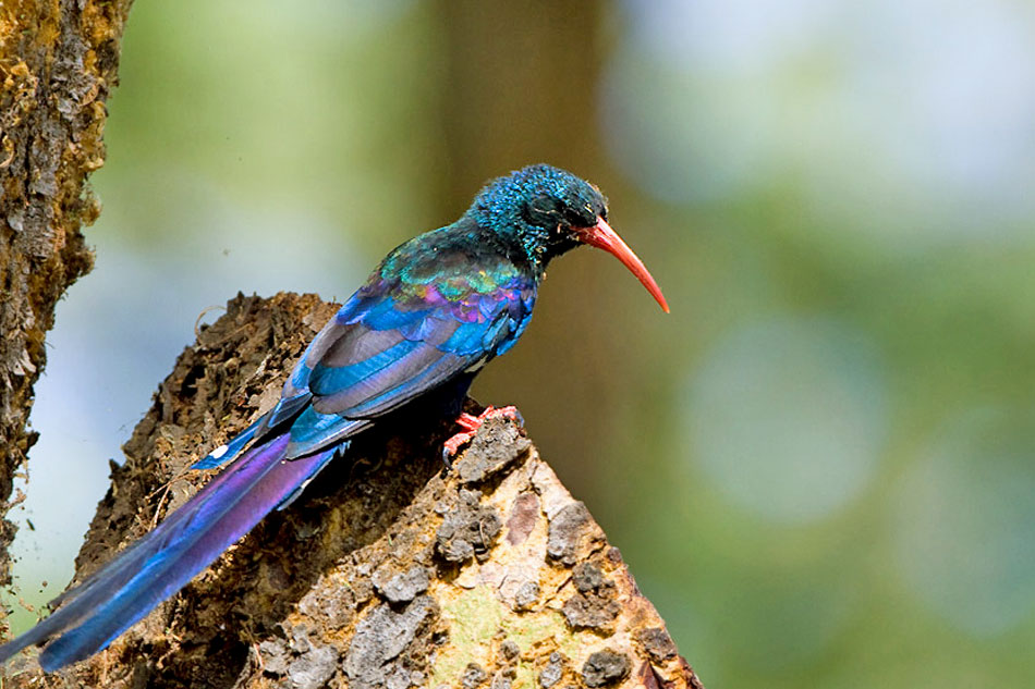 green wood hoopoe