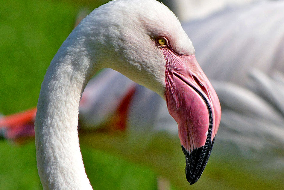 greater flamingo head