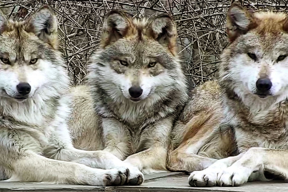 grey wolves