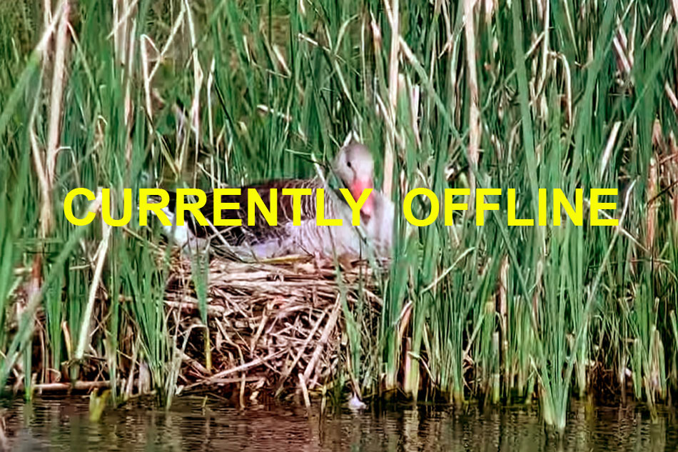 greylag goose on its nest