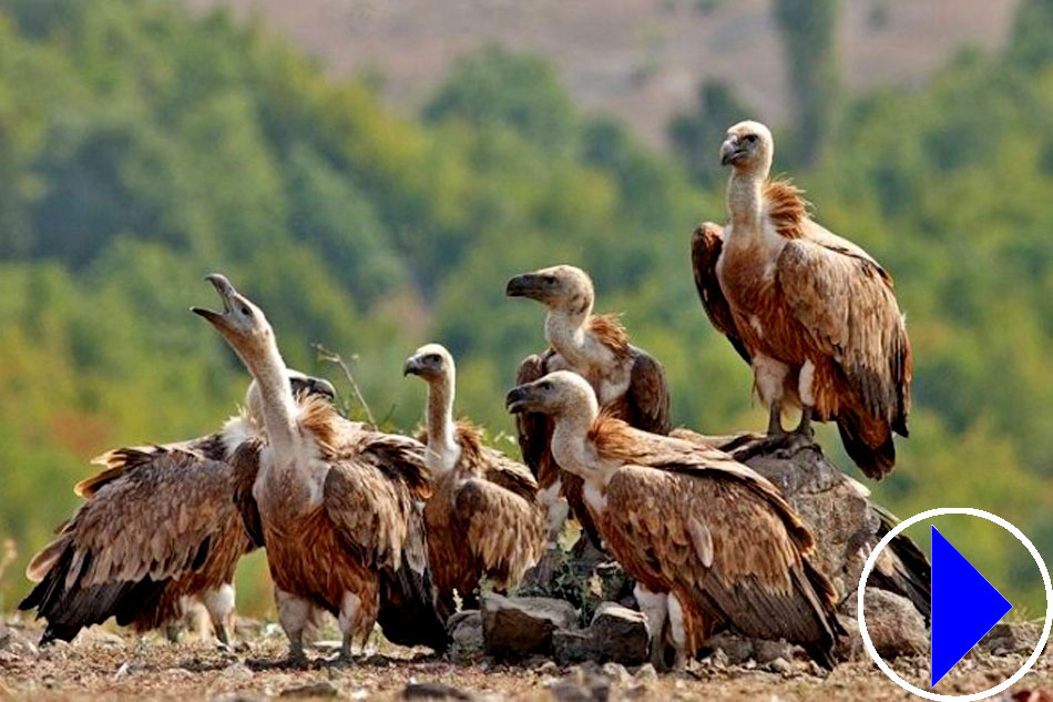 griffon vultures