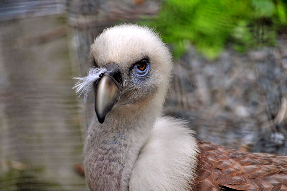 griffon vulture chick