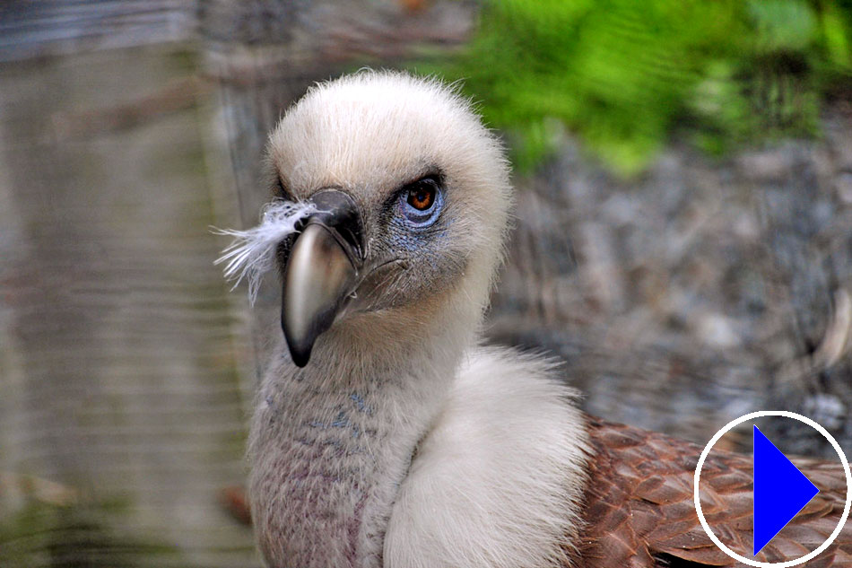 griffon vulture chick