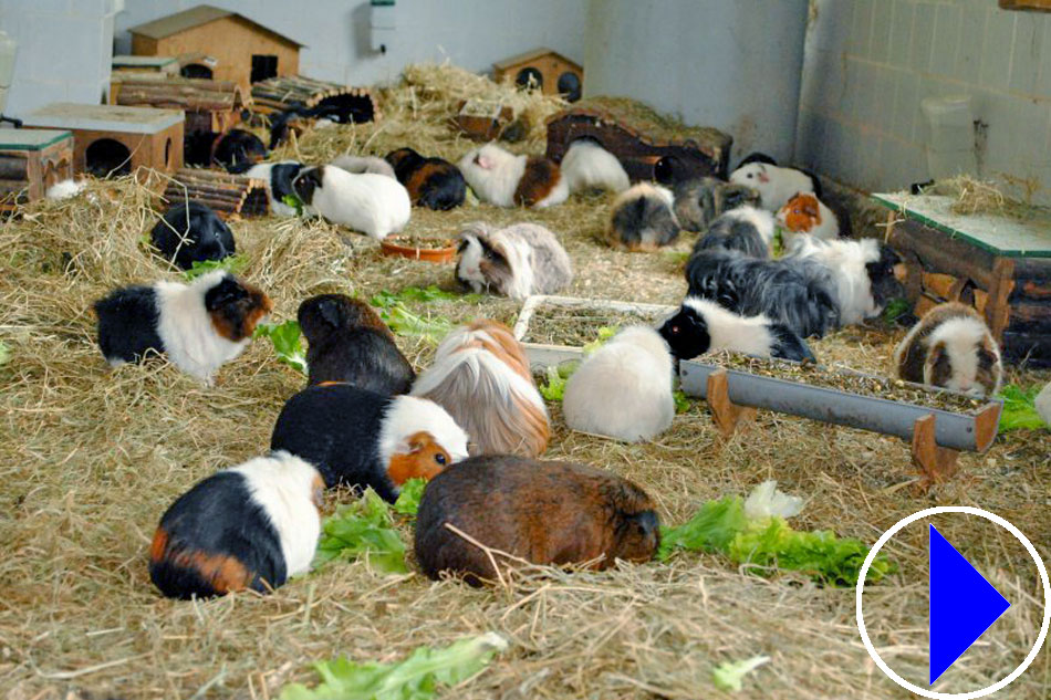 guinea pigs