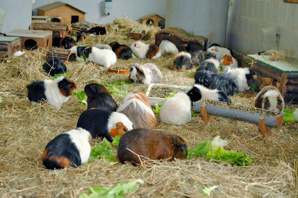 Guinea pigs