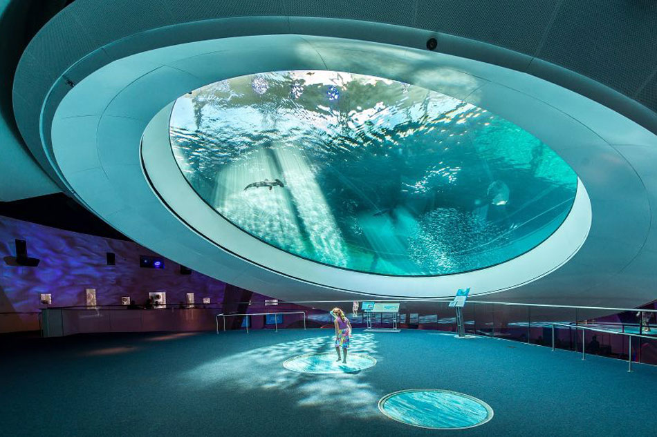 Live Streaming cams Sharks In Aquariums Around the World