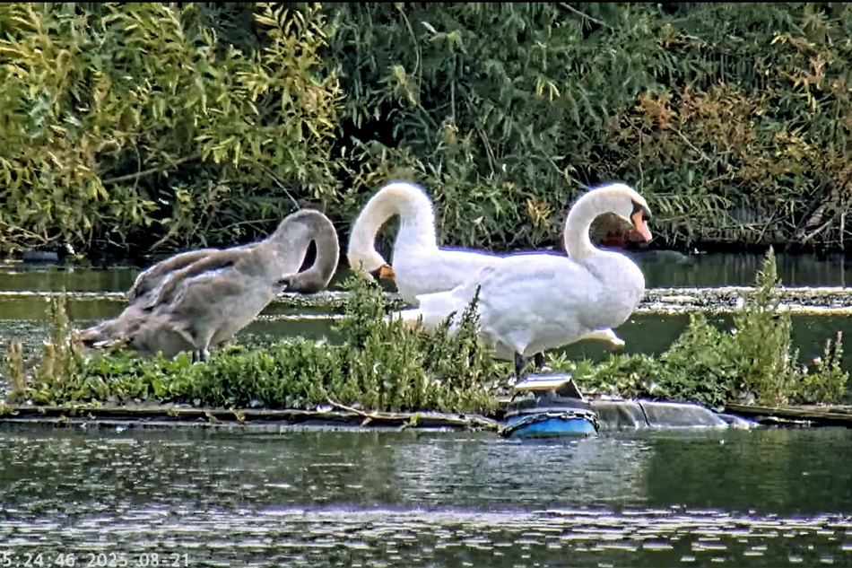 swans at hampstead heath pond in london