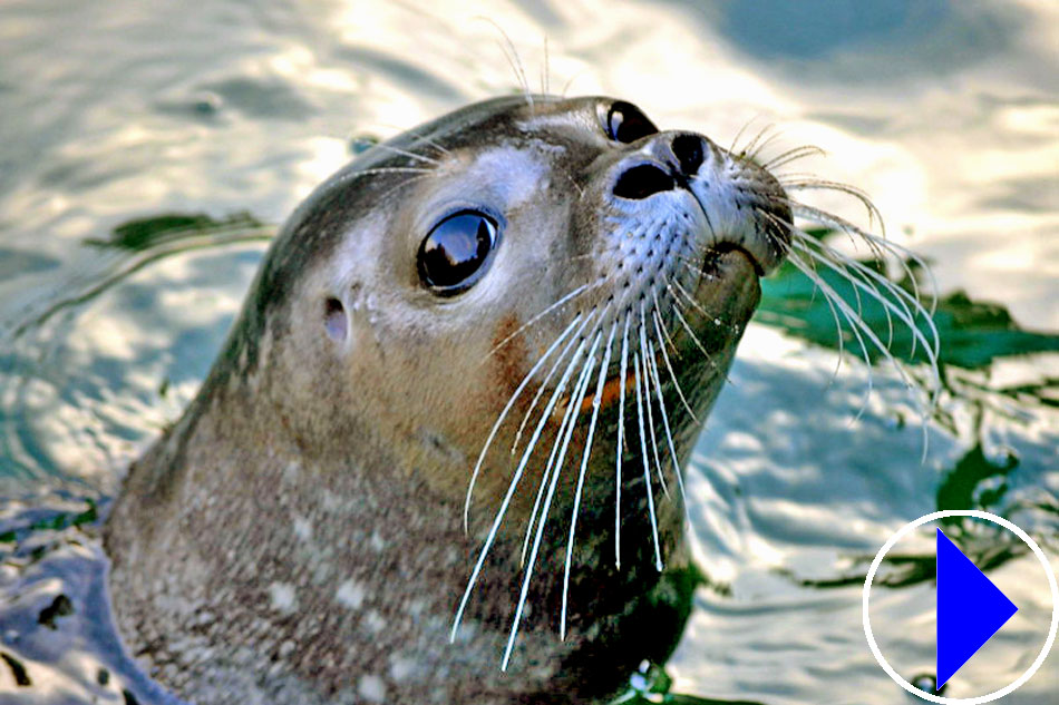 Live Streaming cam Harbour Seals Victoria British Columbia