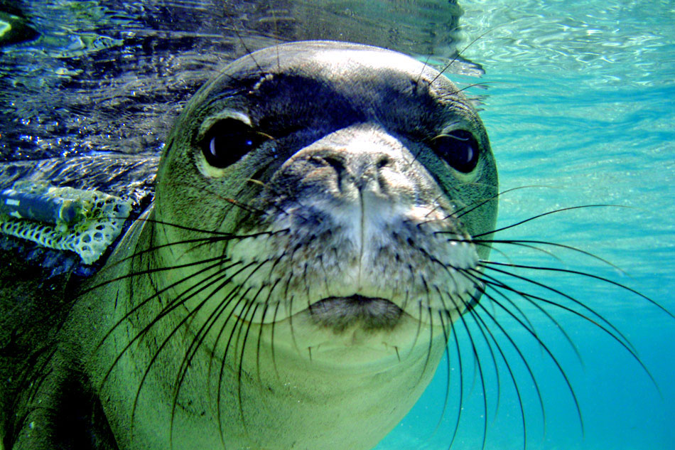 Hawaiian Monk Seal