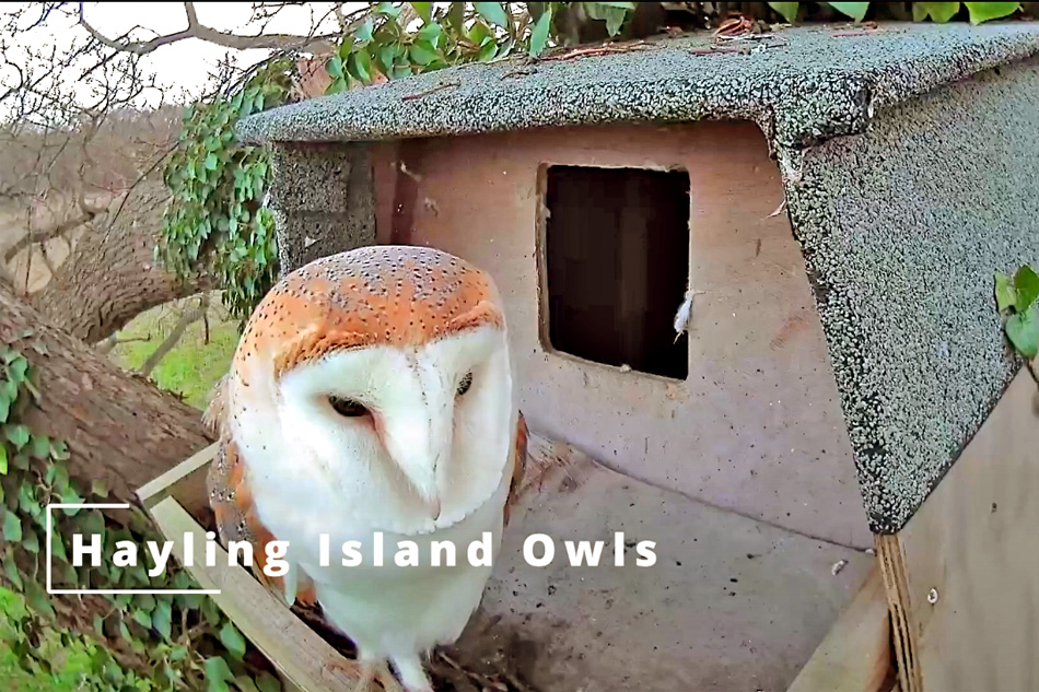 barn owl on hayling island