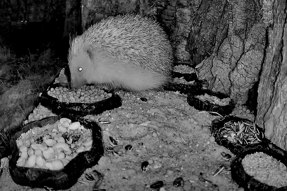 hedgehog feeding at night in spain