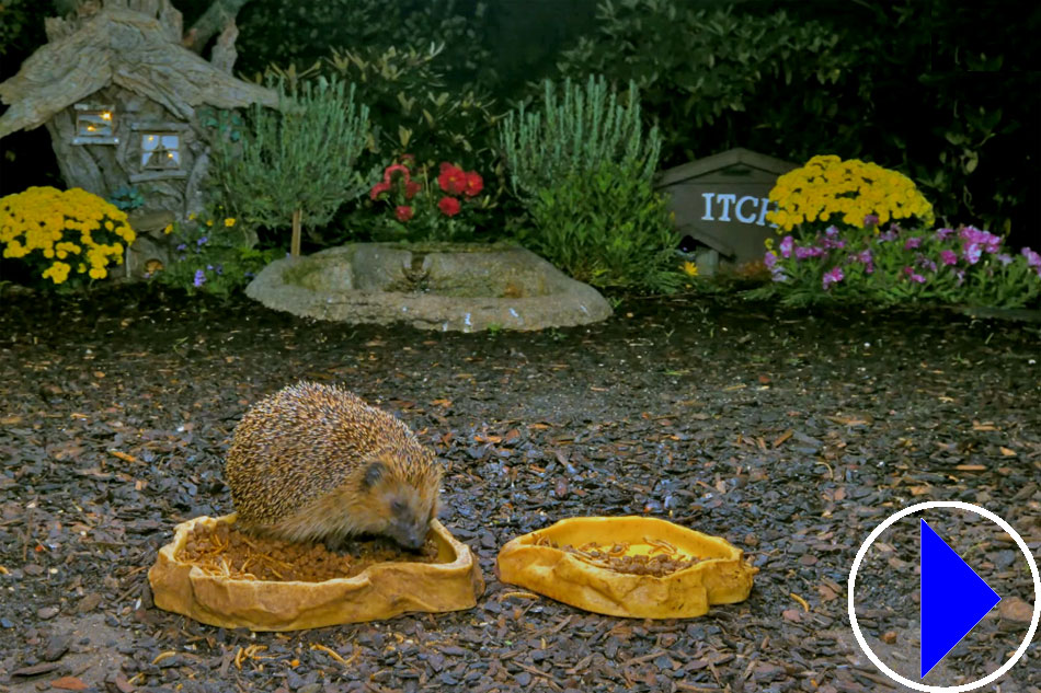 hedgehog feeding at night