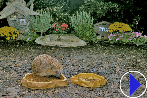 hedgehog feeding at night
