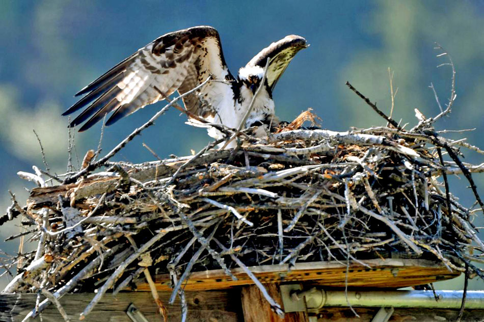 osprey landing on a nest