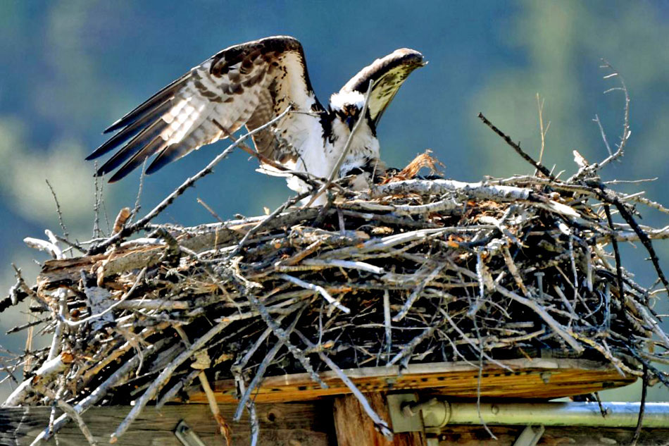 Eurasian Sparrowhawk on the nest feeding chicks