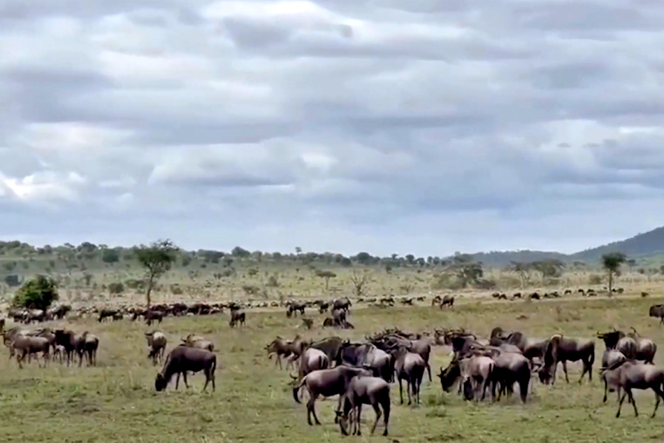 herd of wilderbeest grazing