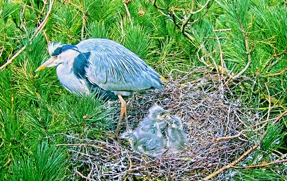 heron nesting at hengistbury head visitor centre