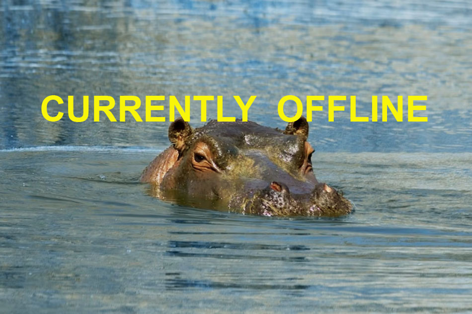 hippo in water