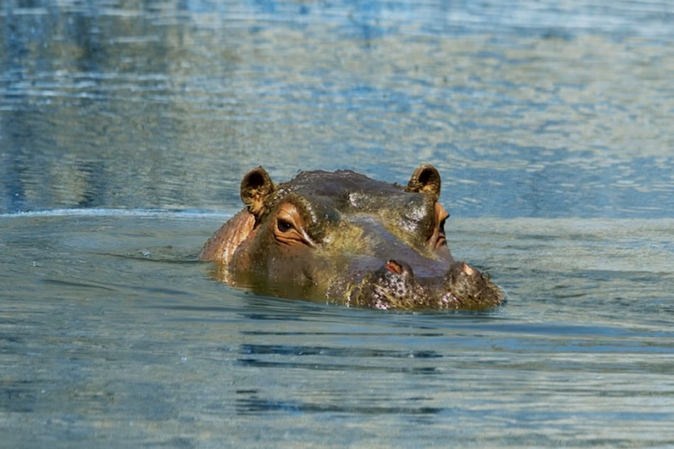 hippo head in water