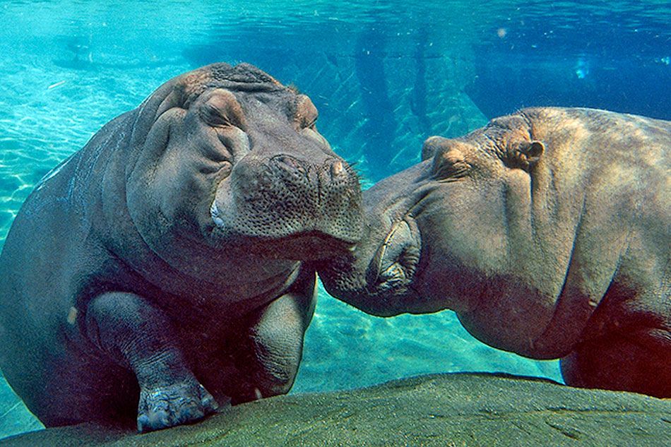 two hippos at the zoo