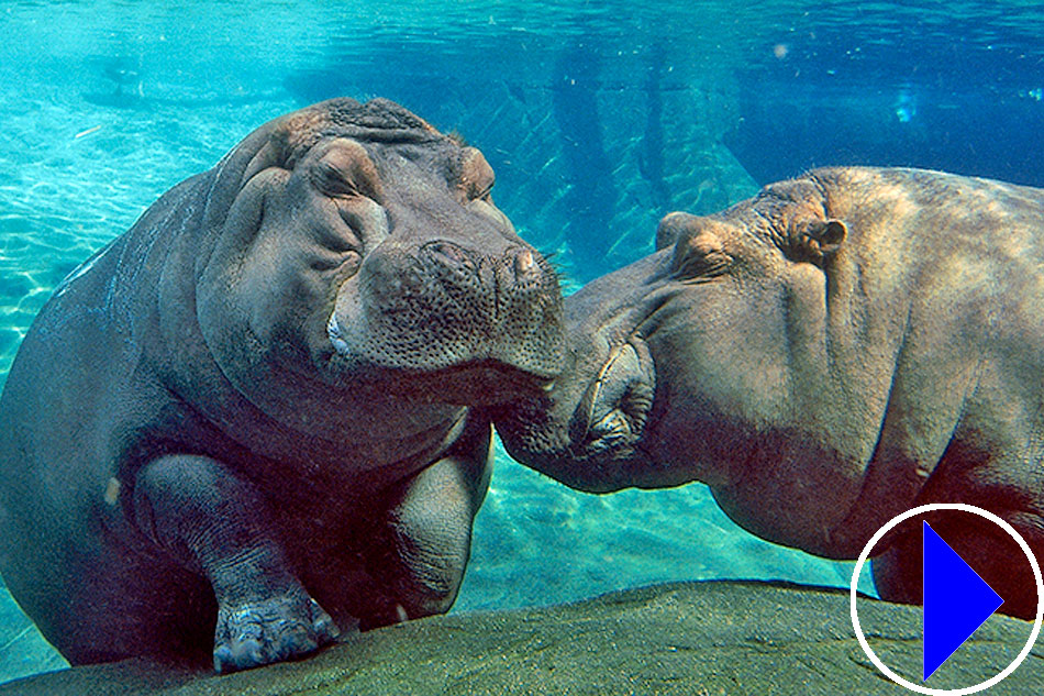 two hippos underwater