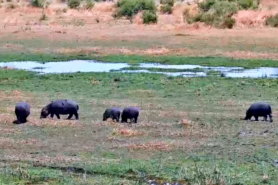 hippos grazing next to a river