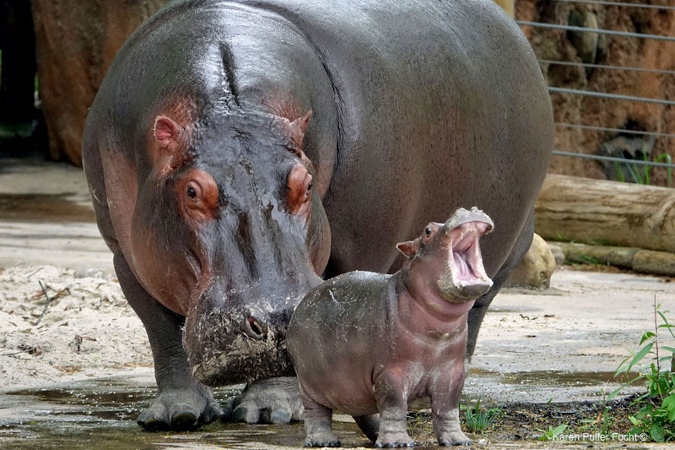 mother hippo and baby