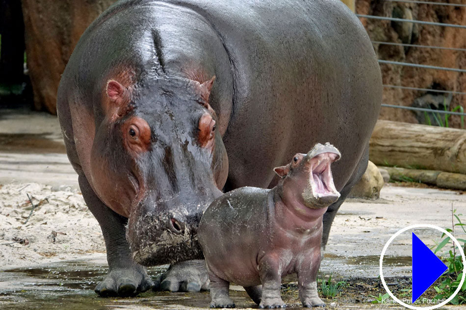 hippopotamus and baby