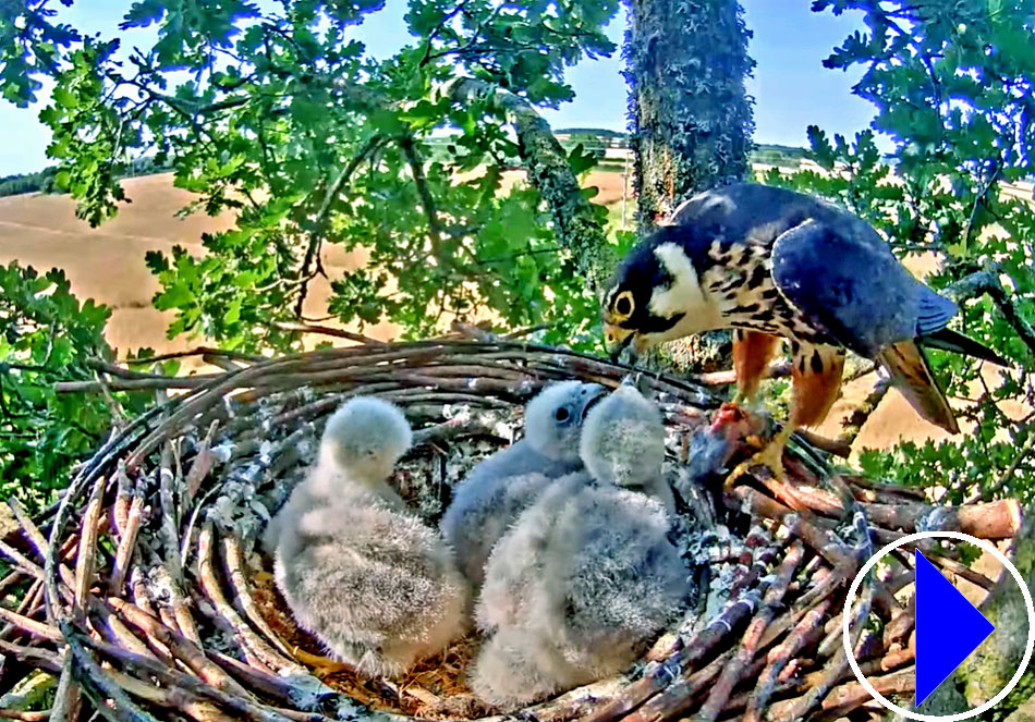hobby falcon chicks in a nest