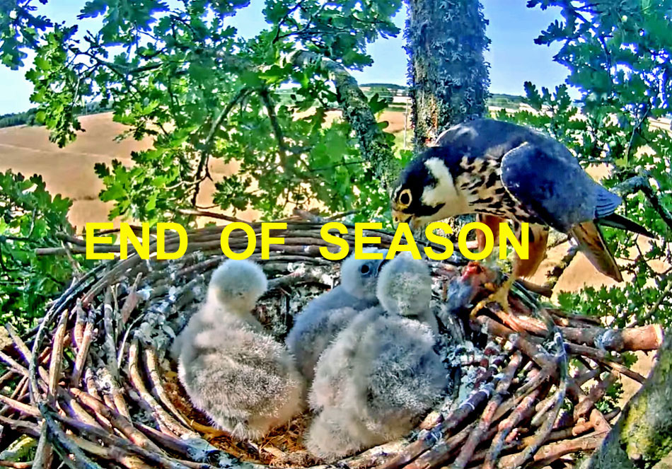 hobby falcon nest with chicks