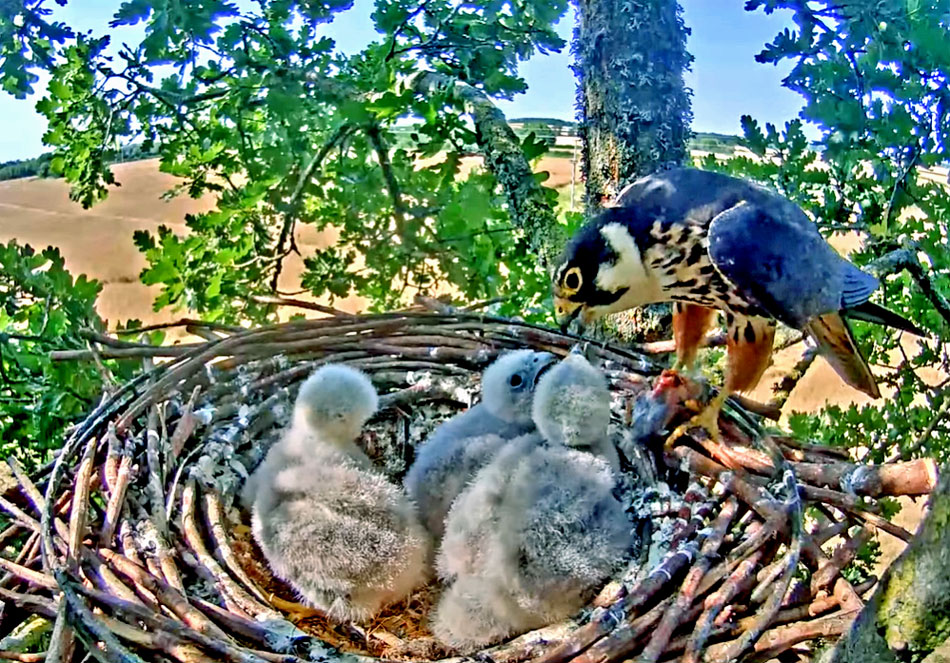 hobby falcon nest with chicks
