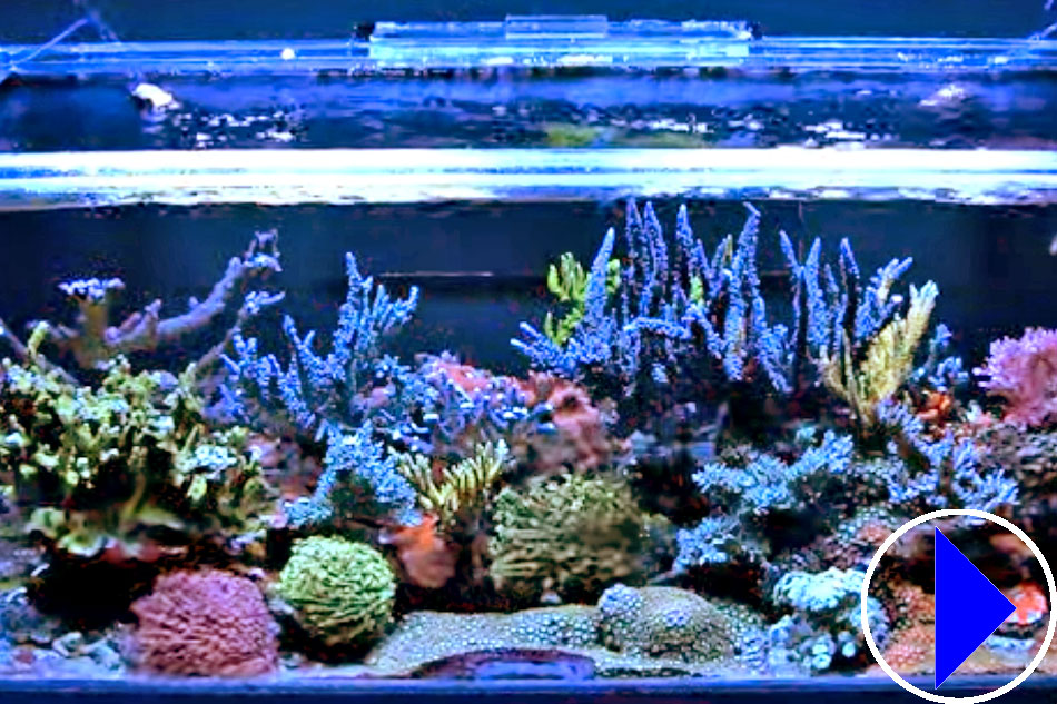 home aquariaum with coral reef