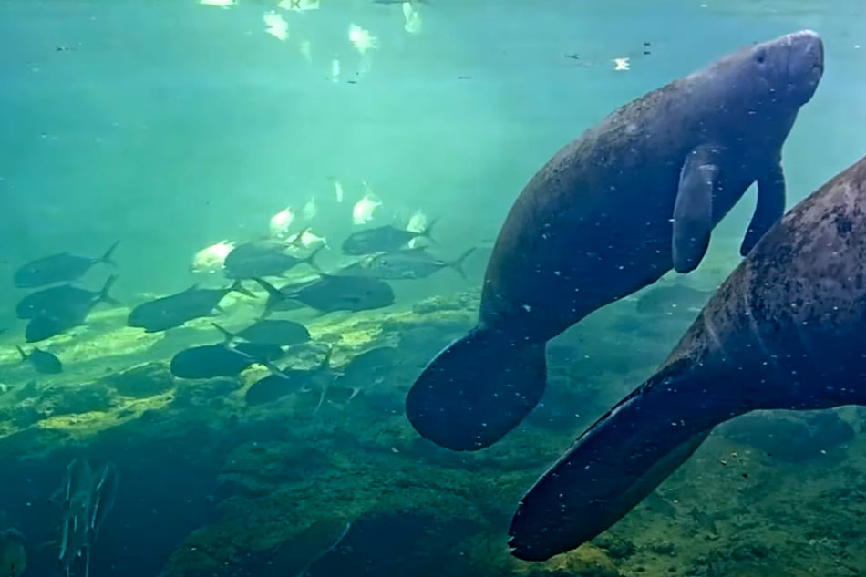 homosassa springs underwater cam