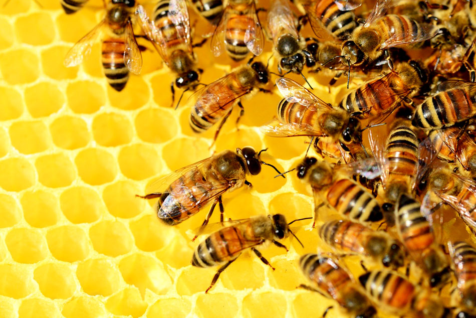 honey bees on a comb