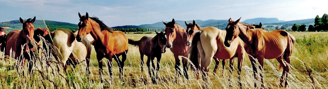 banner with a line of horses in the wild
