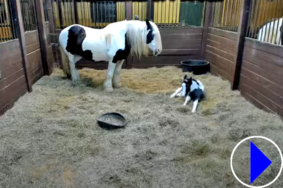 gypsy vanner horse and foal
