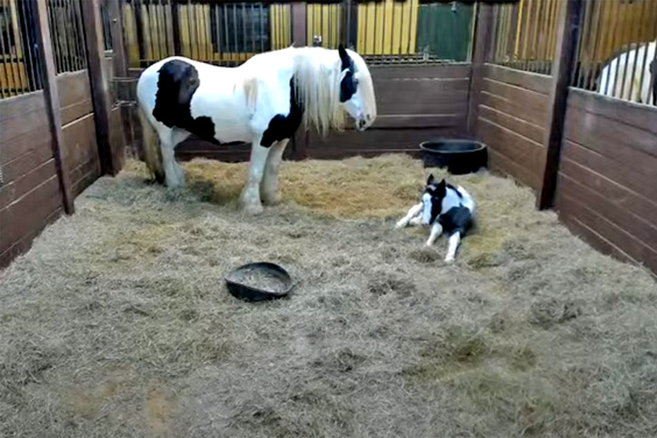 gypsy vanner mare and foal