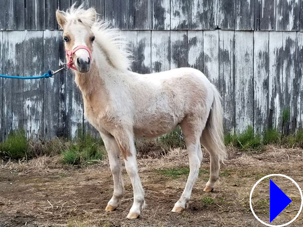 miniature horse at little hooves