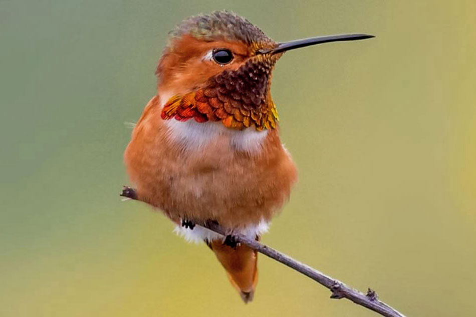 Live cams Hummingbirds Feeding United States