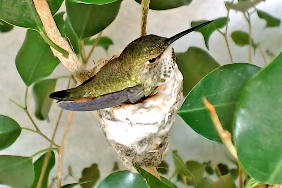 hummingbird in a nest