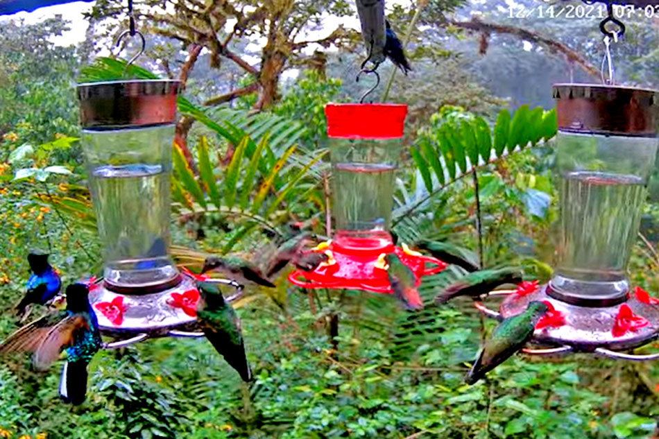 hummingbirds in ecuador