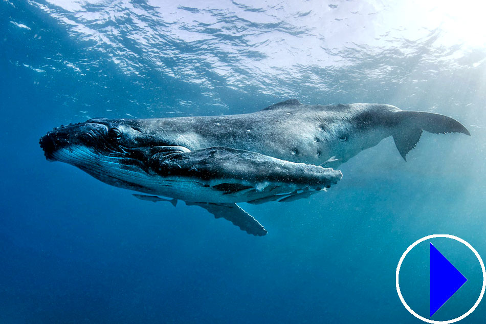 humpback whales