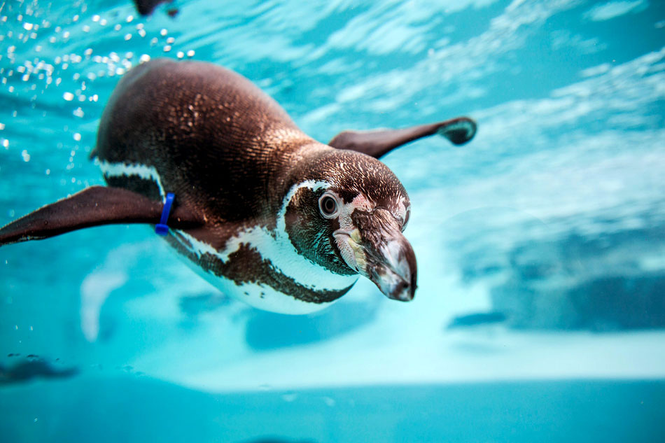 humboldt penguin swimming