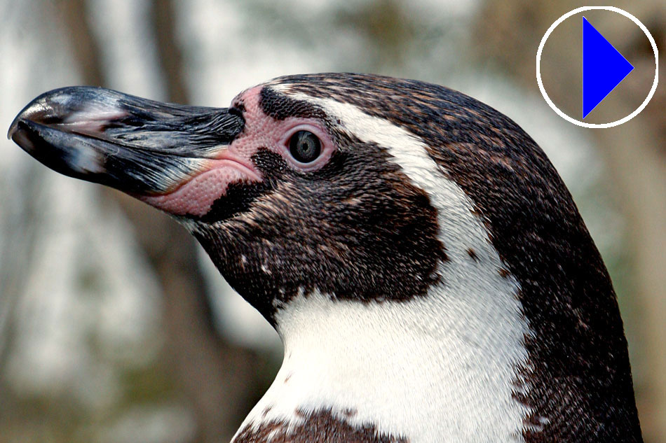 Humboldt Penguin