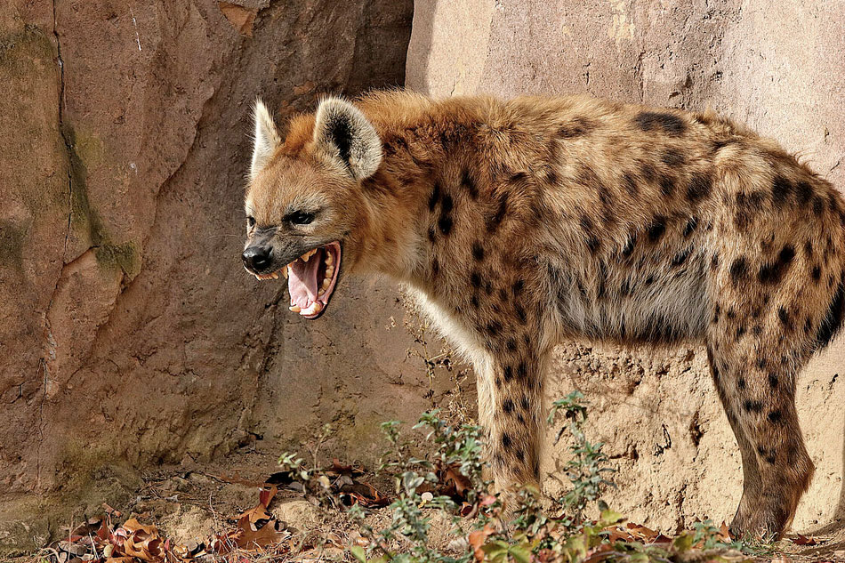 spotted hyena in a zoo