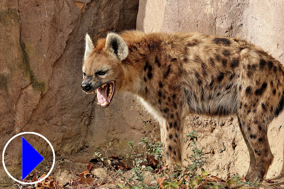 Adult Spotted Hyena