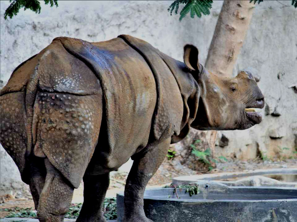 indian rhinoceros