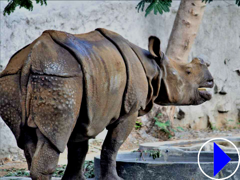 indian rhino at vandalur zoo