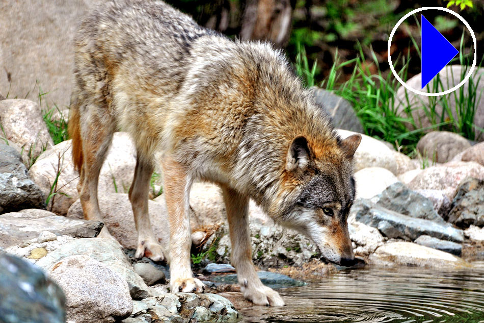 A Wolf at the International Wolf Centre
