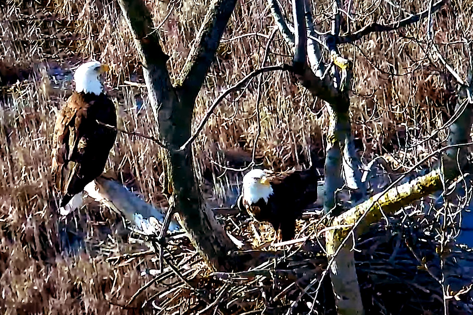 bald eagle nest in iroquois wildlife refuge
